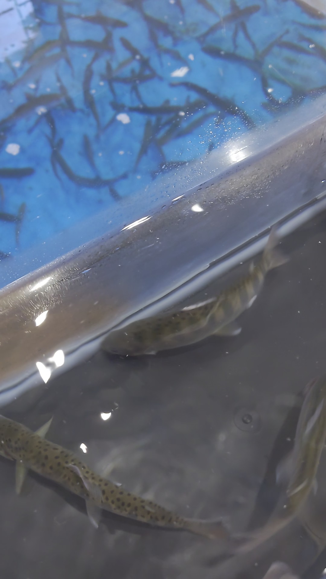 ニジマスつり水槽に【渓流の宝石☆アマゴ】が仲間入り！
