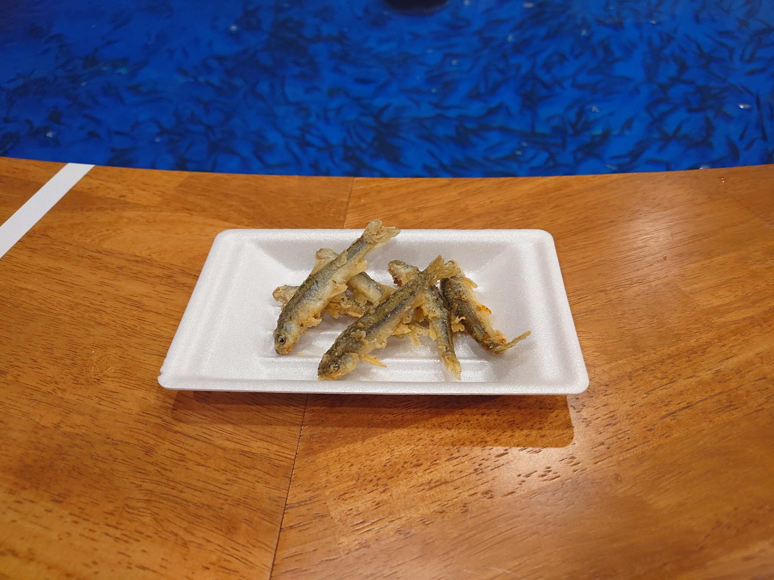 つりの体育館に季節限定で新魚種「ホンモロコ」登場！